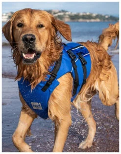 Red Paddle Co. Red Paddle Co Dog Buoyancy Aid -Watersporten Winkel red paddle co dog buoyancy aid blue xs 330 480 mm blue 6